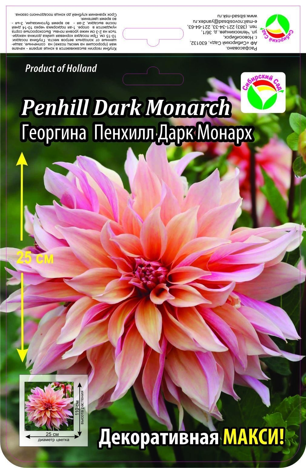 Георгин дарк. Penhill Dark Monarch георгин. Penhill Dark Monarch георгины.