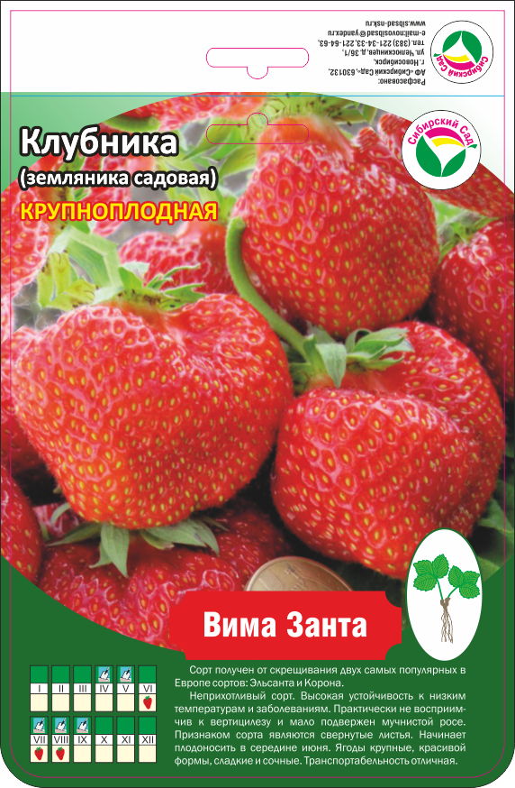 Земляника вима занта. Сорт клубники Вима Занта. Клубника Вима Занта описание сорта. Земляника Вима Занта описание сорта.