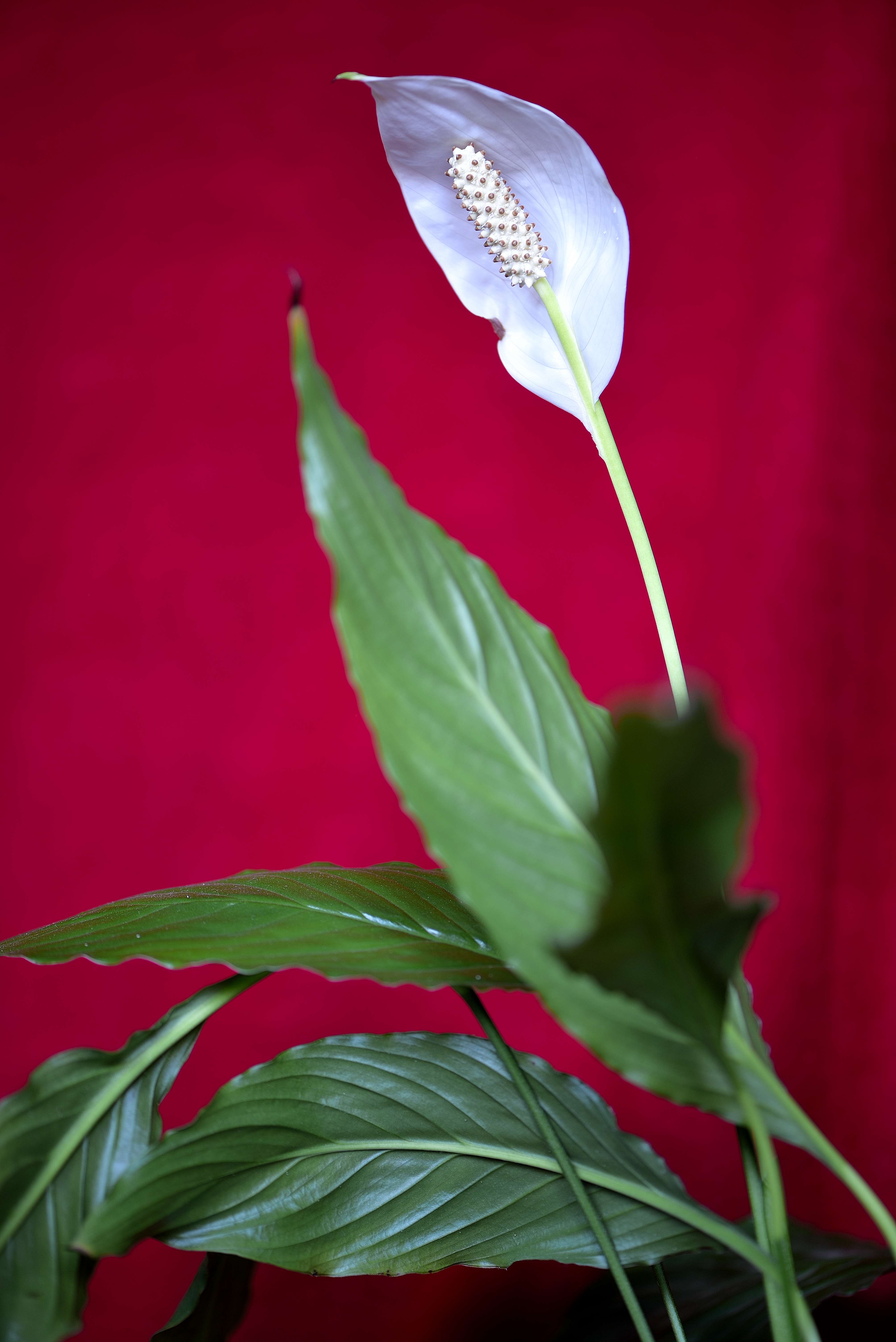 Какой женский цветок. Спатифиллум геликониелистный (Spathiphyllum heliconiifolium). Спатифиллум обильноцветущий Spathiphyllum floribundum. Спатифиллум Вивальди. Спатифиллум Уоллиса (Spathiphyllum wallisii).