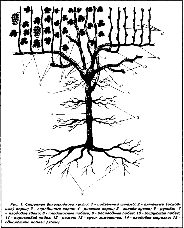 Корневая Система У Винограда Фото