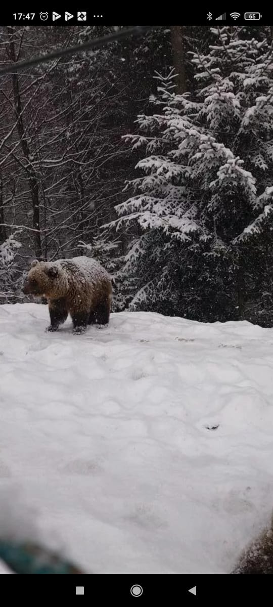 Медведь в сугробе. Медведь зимой. Медведь в зимнем лесу. Медведь в заснеженном лесу. Медвежонок в снегу.