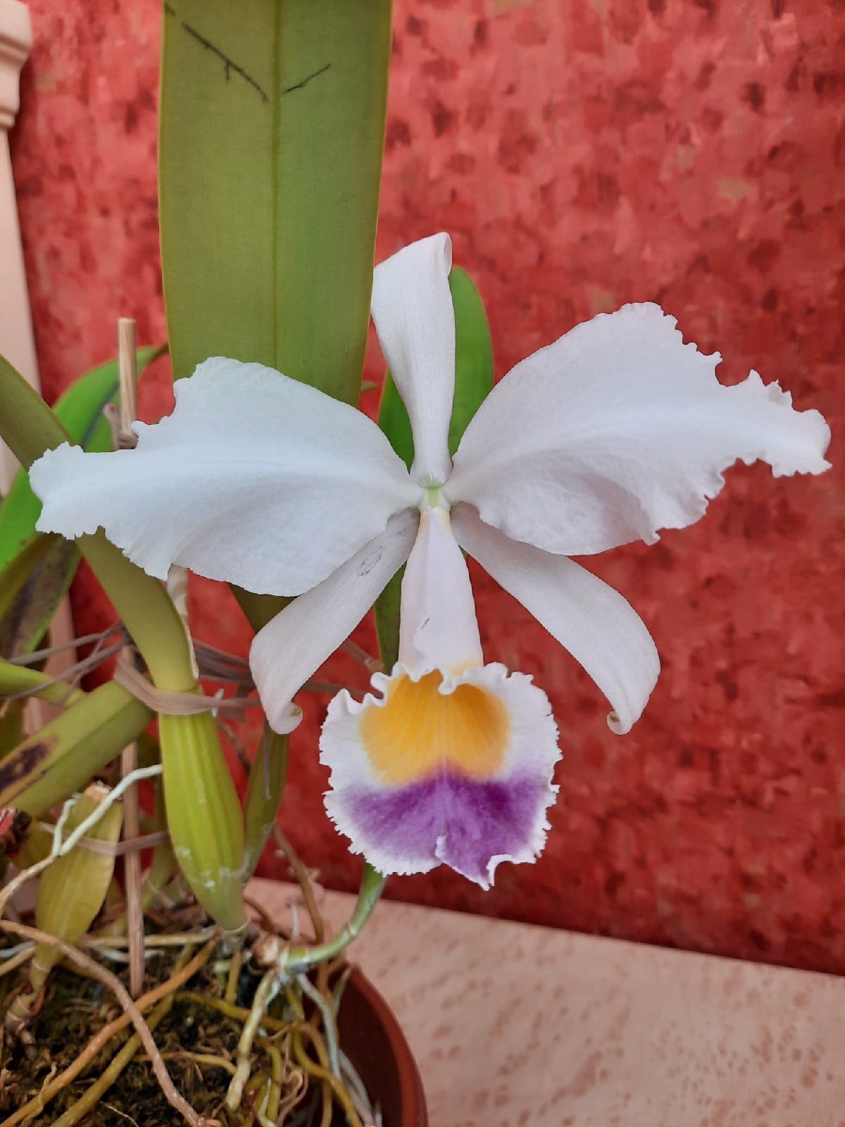 Cattleya trianae