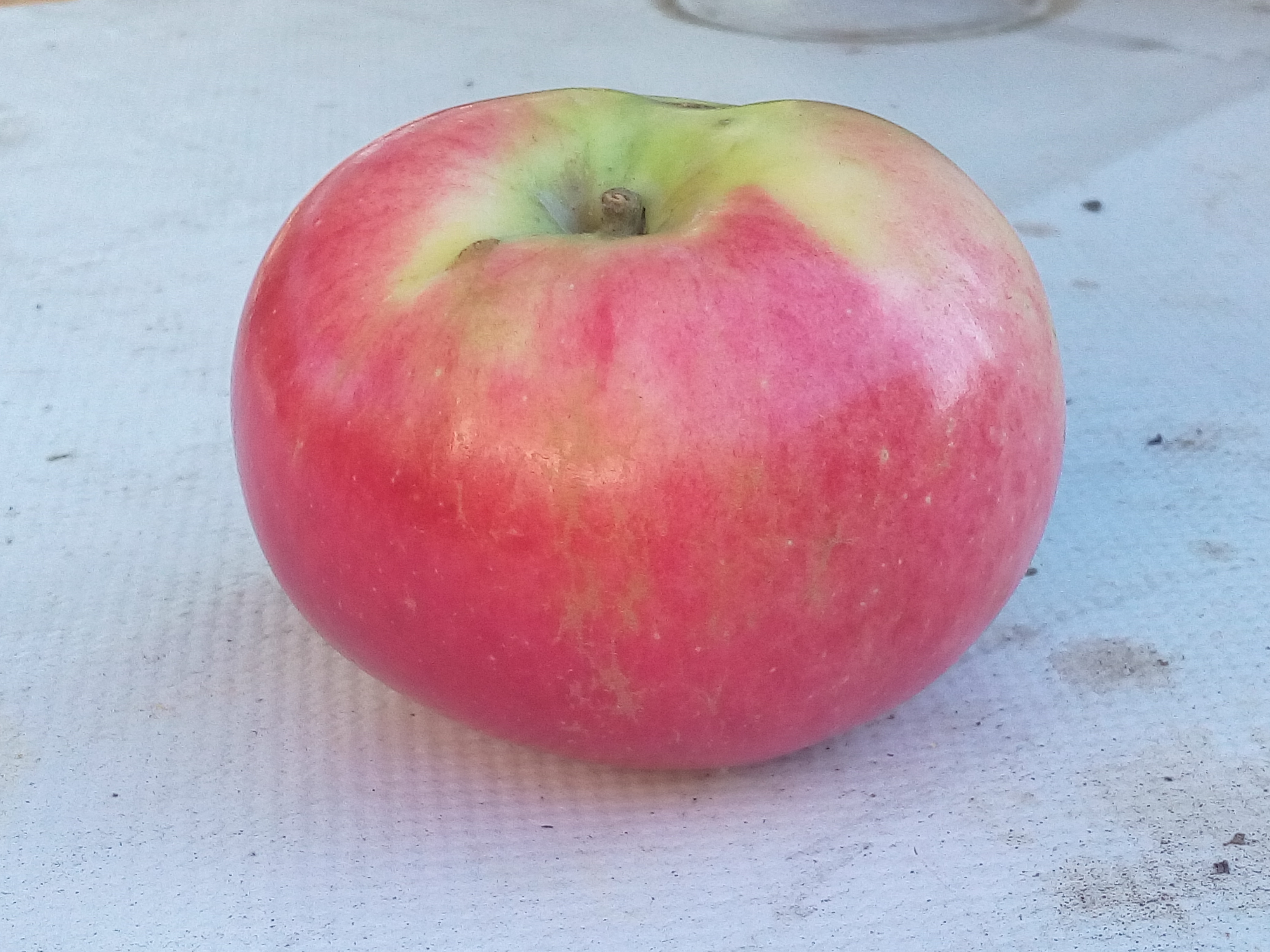 Сорт яблок десертное Петрова